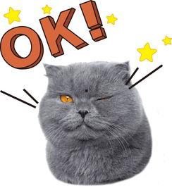 娱乐吃瓜君猫咪老师